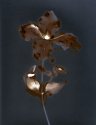 Lumen Print #3 Clematis