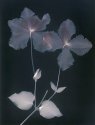 Lumen Print #4 Clematis