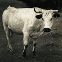 Ancient White Park Cattle