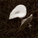 mushrooms