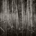 O'Neal Lake (Photostock 2009)