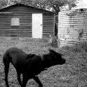The shed