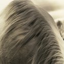 Equus #2 - Mane