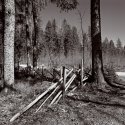Old Fence, Spring