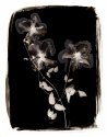 Clematis, palladium