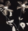 Clematis (dry), palladium