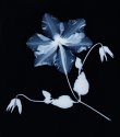 Clematis, Cyanotype