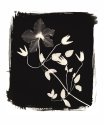 Clematis, Ziatype