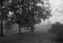 Rainy Day #1