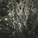 Fern Fronds