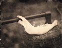 Photostock - Wet Plate Collodion #1