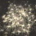Foxtail Fireworks (Print)