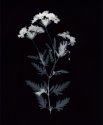Verbena in the Mood