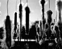 Cattails