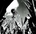 in the field