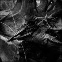 The Raven