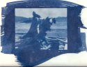 Cyanotype