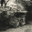 Japanese Tea Garden