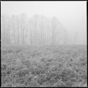 A Foggy Day in Calabogie Town
