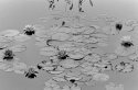 Water lillies