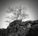 Tree on rocks