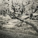 Japanese Tea Garden