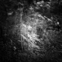 late afternoon, along the banks of the neversink