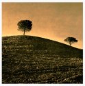 TUSCANY II