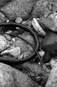 Sea weed on the rocks