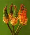 Kniphofia
