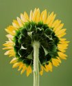 Helianthus
