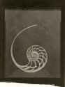 Nautilus Disected