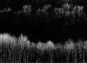Black Forest
