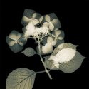 Hortensia