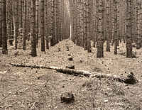 More Trees From Van Rd...