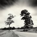 Blowing Trees