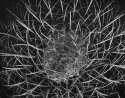 Cactus-top-temporary