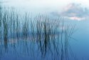 Water, Reeds & Clouds