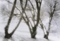 Cliff Top Trees