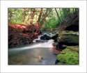 Trout Run #3