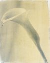 Calla Lily