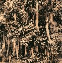Magnolia And Moss (lith)
