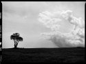 That Tree Again