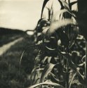 Cornfield