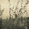 Thistle