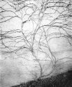 810cp-vines-on-overpass