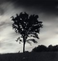 Blowing Tree, Midnight