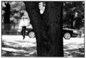 Central Park - Tree, Car, Stranger