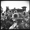 Tuscan Summer