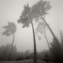 Fog, Oakland Hills 6